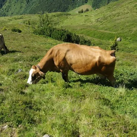 Zillertal-Urlaubat0034 Hippach